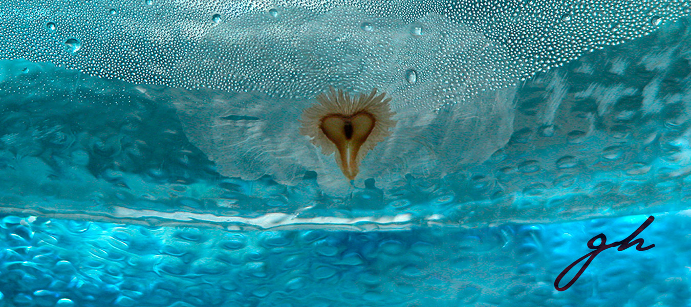 Slider 03 - Gabriela Hennig - Semilla Turquesa