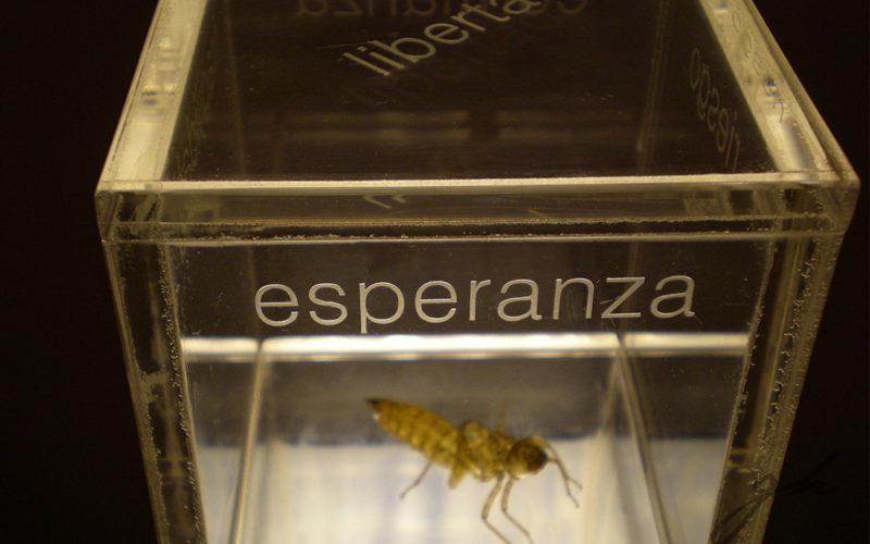 Exhibiciones Colectivas 2009 - Medalla de oro - Gabriela Hennig