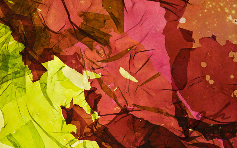 Exhibición Individual Algas 2011 - Gabriela Hennig