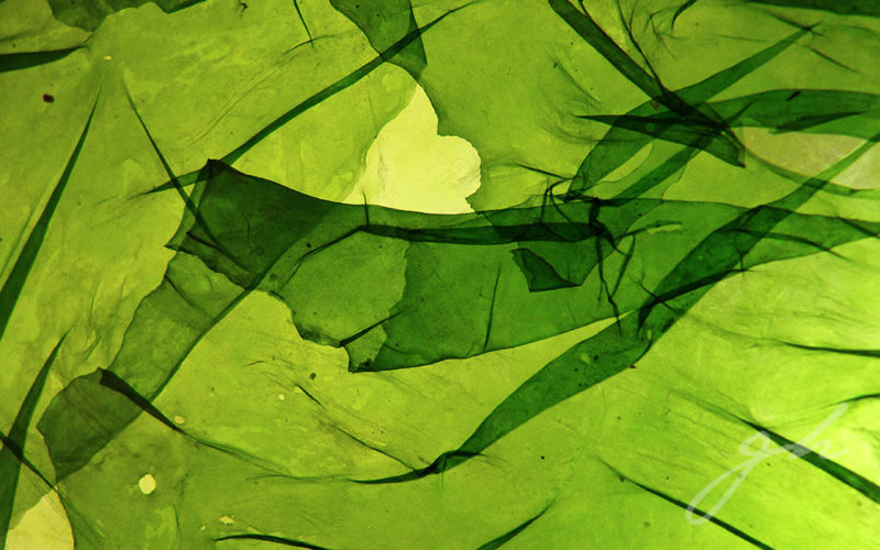 Fotografía Algas - Gabriela Hennig