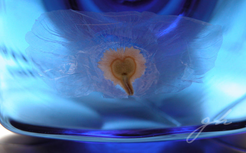 Fotografía Semillas - Gabriela Hennig