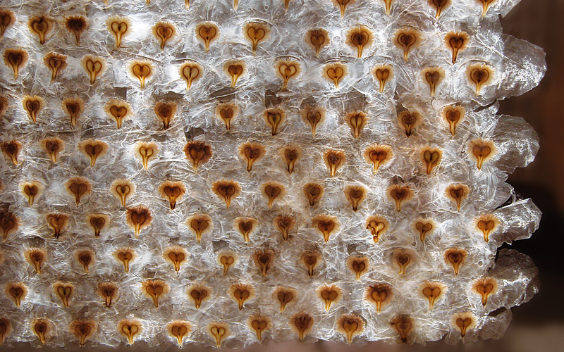 Cruzados y Cruzados - Gabriela Hennig en Caretas Artículo Luis Lama