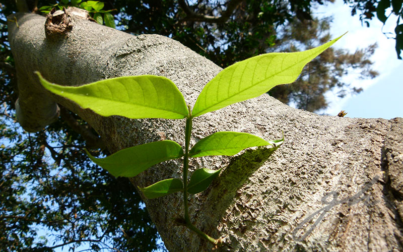 Exhibición Hojas 2014 Gabriela Hennig y Juliane Koepcke